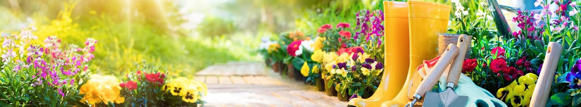 גינה פור יו